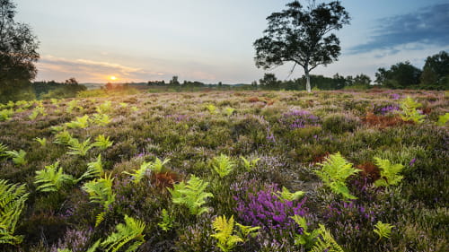 A Field of lavender and ferns at sunset